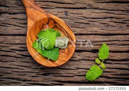 Fresh lemon balm ( Melissa tincture) leaves. 27172950