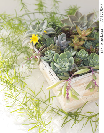 種植多肉植物 27172980