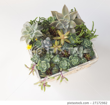 Planting succulent plants 27172982