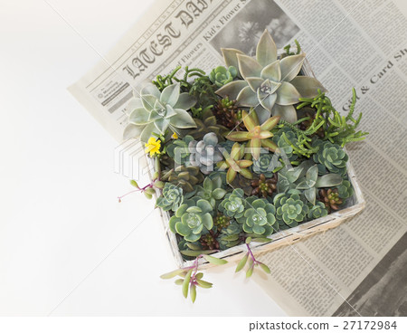 Planting succulent plants 27172984