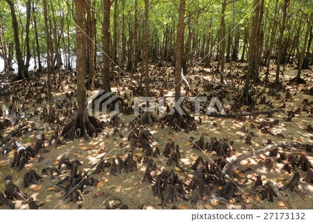 Hirugi forest at Ishigakijima 27173132