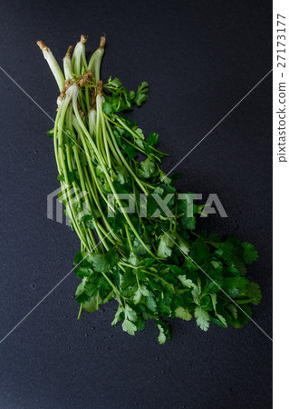 Coriander Coriander 27173177