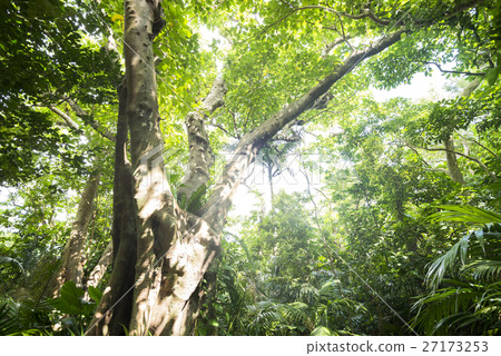 Guillain inhabi tree of Ishigaki-jima Island 27173253