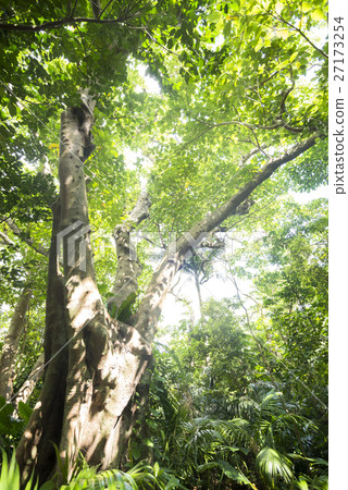 Guillain inhabi tree of Ishigaki-jima Island 27173254