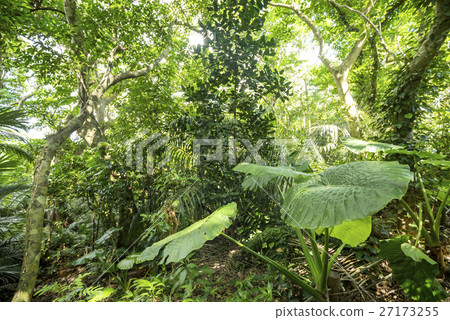 Quadrigo leaves in the jungle of Ishigakijima 27173255