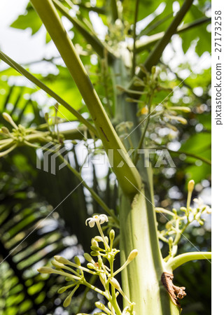 Flower of Papaya of Ishigakijima 27173258