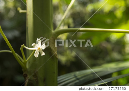 Ishigakijima番木瓜花 27173260