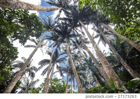 Ishigakijima和Maibara的八重山棕櫚社區 Ishigakijima和Maibara的八重山棕櫚社區 27173263