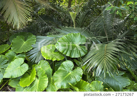 Quercidium of Ishigakijima and Yayama Mayashi 27173267