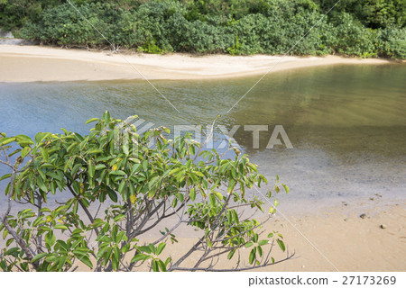 Akou tree at the Fukutoshi river in Ishigakijima 27173269