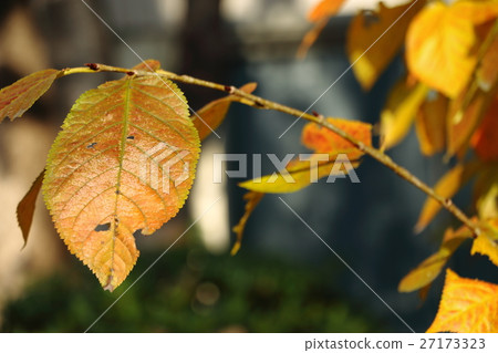 Dead leaves (December) 27173323