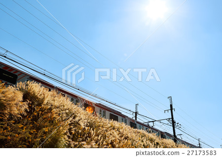 Miscanthus 27173583