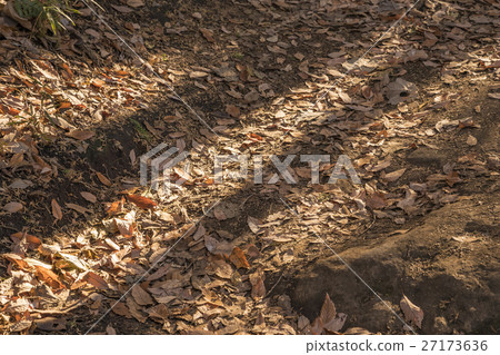 Fallen leaves  27173636