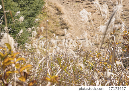 Miscanthus 27173637