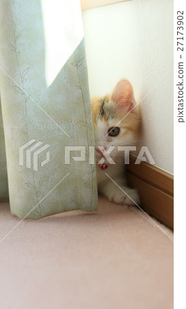 一隻偷看的小貓 27173902