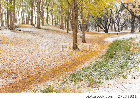 The first snow to be piled on Tokyo _ colored leaves 27173921