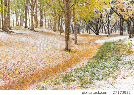 The first snow to be piled on Tokyo _ colored leaves 27173922