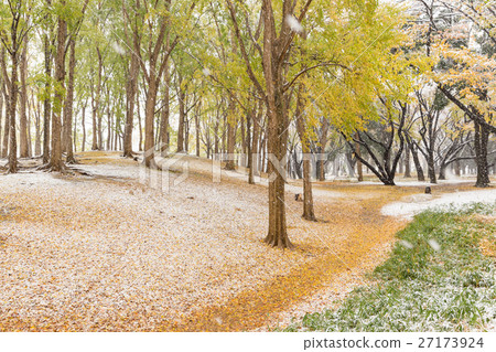The first snow to be piled on Tokyo _ colored leaves 27173924