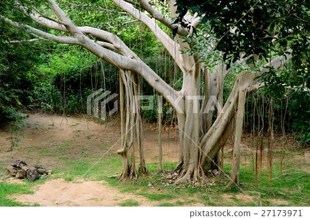 Tropical tree Sri Lanka 27173971