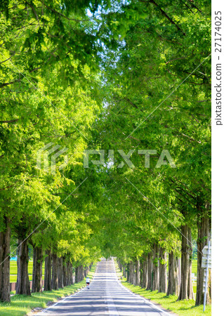 Metasequoia Namiki Metasequoia Namiki 27174025