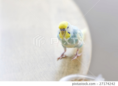 Sekisei parakeet 27174242