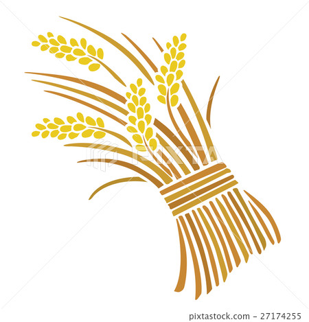 Ear rice - Stock Illustration [27174255] - PIXTA