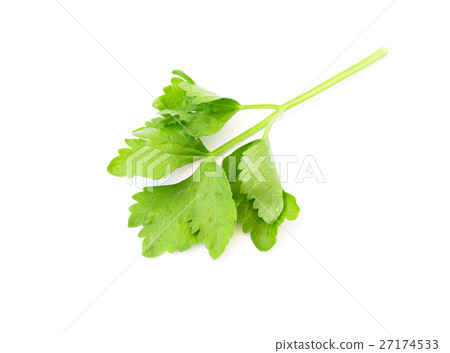 Celery leaf on white background 27174533