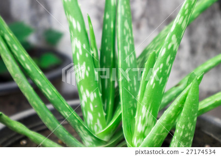 Closeup aloe vera in pot 27174534