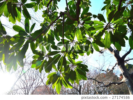 Yuzuriha Tree in Winter - Under the backlight Yuzuriha Tree in Winter - Under the backlight 27174586
