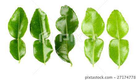Kaffir Lime Leafs Kaffir Lime Leafs 27174778