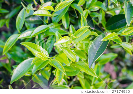 fresh organic tea bud & leaves 27174930