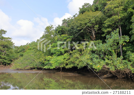 Mangrove forest of Iriomote Island Mangrove forest of Iriomote Island 27188211