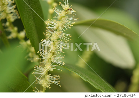 Natural plant Okinawajisu, Ishigakijima in late February. Male flowers are in full bloom 27190434