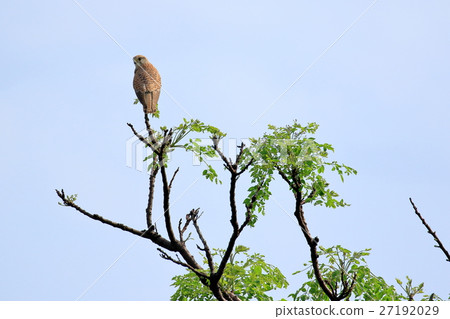 石垣島的蝴蝶骨頭 27192029