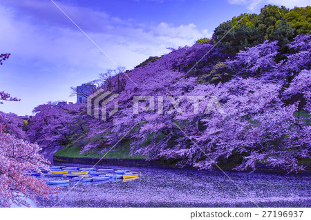 盛世的吉野櫻花，在市谷的100棵櫻花 27196937