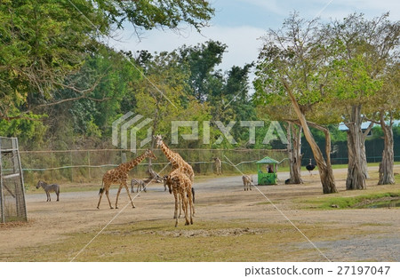 長頸鹿(Giraffa camelopardalis),動物園,野生動物園 長頸鹿(Giraffa camelopardalis),動物園,野生動物園 27197047