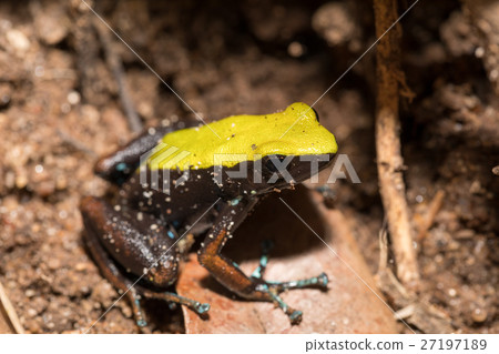 frog Climbing Mantella, Madagascar frog Climbing Mantella, Madagascar 27197189