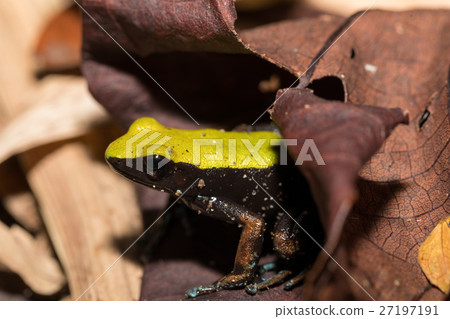 frog Climbing Mantella, Madagascar frog Climbing Mantella, Madagascar 27197191