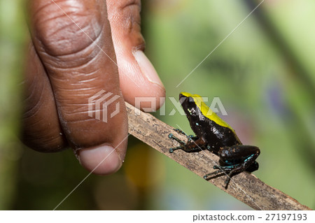 frog Climbing Mantella, Madagascar 27197193