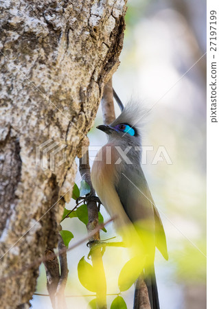 Crested coua bird (Coua cristata) Madagascar Crested coua bird (Coua cristata) Madagascar 27197199
