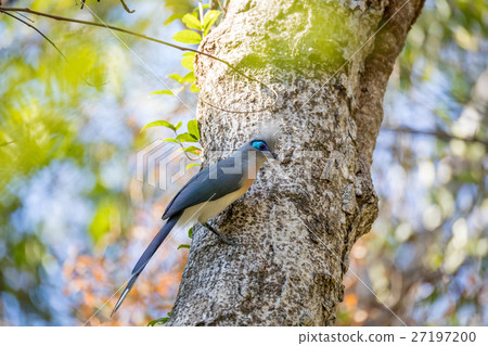 Crested coua bird (Coua cristata) Madagascar Crested coua bird (Coua cristata) Madagascar 27197200