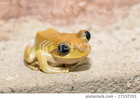 small frog Boophis rhodoscelis Madagascar small frog Boophis rhodoscelis Madagascar 27197201