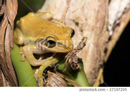 small frog Boophis rhodoscelis Madagascar 27197205