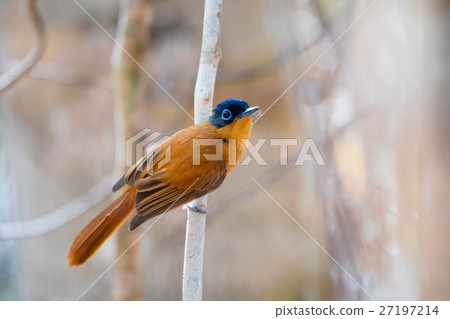 Madagascar bird Paradise-flycatcher 27197214