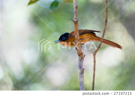Madagascar bird Paradise-flycatcher Madagascar bird Paradise-flycatcher 27197215