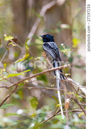 Madagascar bird Paradise-flycatcher 27197216