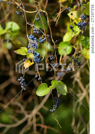 Fruit of Aotutsurafuji 27197356