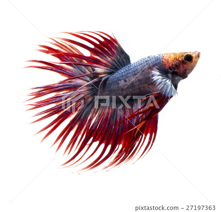 siamese fighting fish on white background 27197363