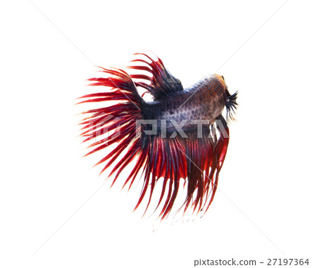siamese fighting fish on white background siamese fighting fish on white background 27197364