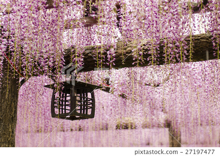 Wisteria trellis 27197477